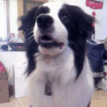 边境牧羊犬智商排名带图片:有人喜欢养智商第一的边牧犬吗？到底有多聪明？