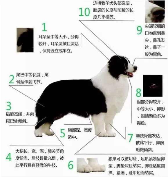 边境牧羊犬智商排名带图片:有人喜欢养智商第一的边牧犬吗？到底有多聪明？ 边境牧羊犬智商排名第几名