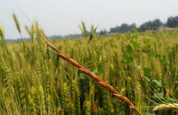 头条问答 - 田间地头常见的野生小麦是原本就存在的野草还是种植小麦