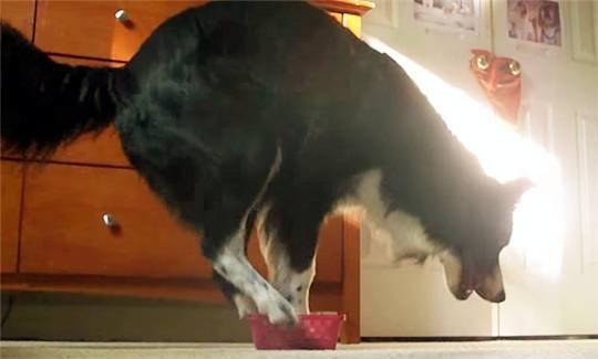 边境牧羊犬智商排名带图片:有人喜欢养智商第一的边牧犬吗？到底有多聪明？