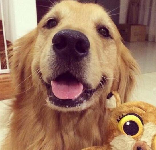 如何让金毛狗狗的饮食更加营养健康?-烟波致爽836的回答-头条问答