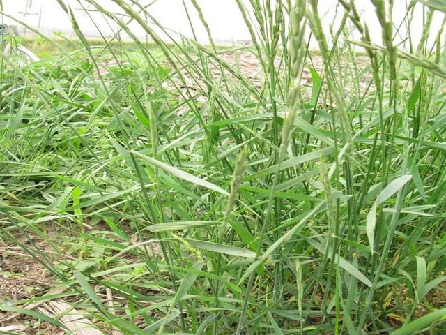 头条问答 - 田间地头常见的野生小麦是原本就存在的野草还是种植小麦