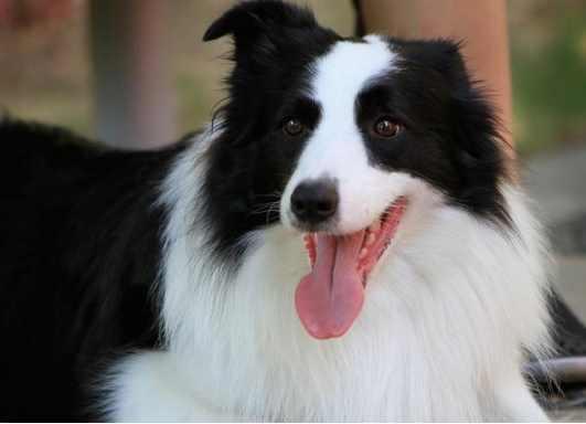 边境牧羊犬智商排名带图片:有人喜欢养智商第一的边牧犬吗？到底有多聪明？