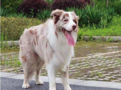 边境牧羊犬智商排名带图片:有人喜欢养智商第一的边牧犬吗？到底有多聪明？