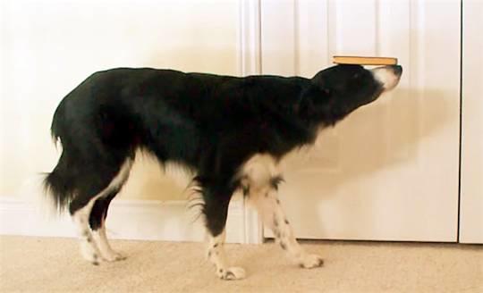 边境牧羊犬智商排名带图片:有人喜欢养智商第一的边牧犬吗？到底有多聪明？