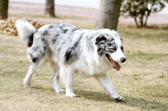 边境牧羊犬智商排名带图片:有人喜欢养智商第一的边牧犬吗？到底有多聪明？
