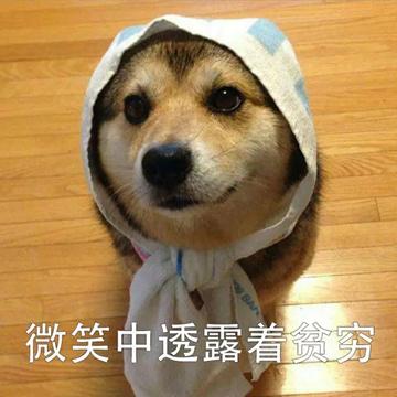 上海申生宠物医院贵吗:你在养的宠物身上花了多少钱？