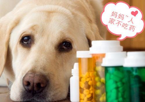 上海申生宠物医院贵吗:你在养的宠物身上花了多少钱？