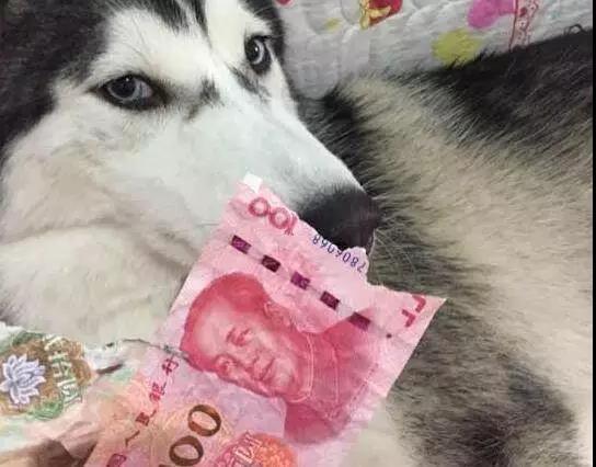 上海申生宠物医院贵吗:你在养的宠物身上花了多少钱？