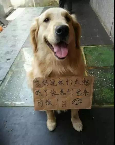 上海申生宠物医院贵吗:你在养的宠物身上花了多少钱？