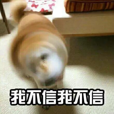 上海申生宠物医院贵吗:你在养的宠物身上花了多少钱？