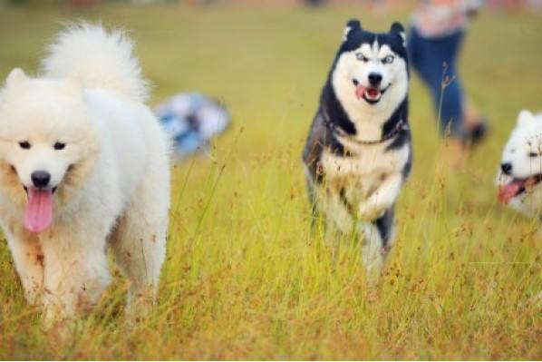 哈士齐聪明吗:哈士奇究竟是怎样一只神犬？