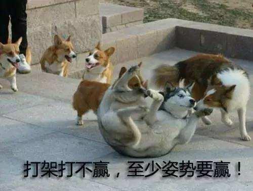 哈士齐聪明吗:哈士奇究竟是怎样一只神犬？