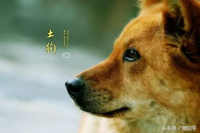 gogo中国名狗:土狗那么忠诚，为什么很多人却瞧不起土狗？