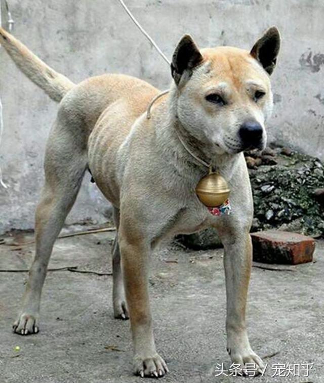 gogo中国名狗:土狗那么忠诚，为什么很多人却瞧不起土狗？