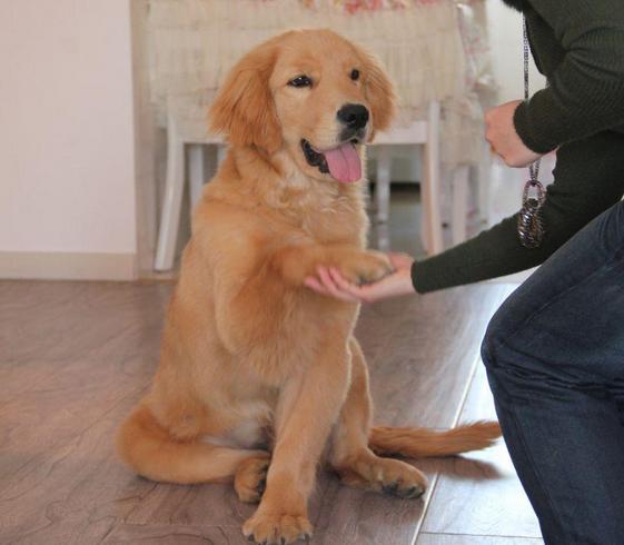 金毛犬的饲养和训练:三个月个金毛幼犬怎么喂养，和训练日常良好习惯？ 金毛犬的饲养特点