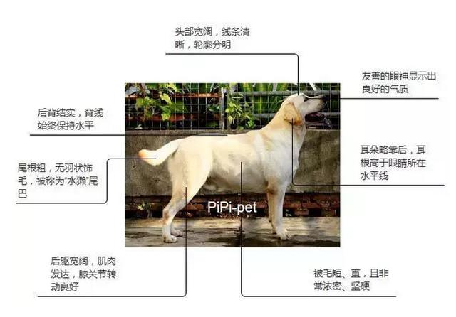 拉布拉多幼犬出售 纯种拉布拉多犬价格:拉布拉多犬怎么选纯种呢？