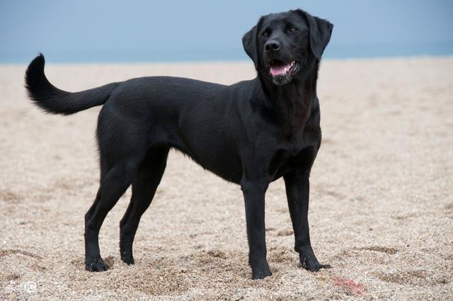 拉布拉多幼犬出售 纯种拉布拉多犬价格:拉布拉多犬怎么选纯种呢？