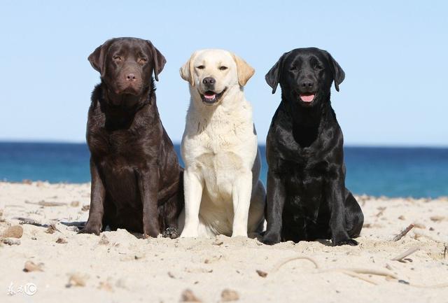 拉布拉多幼犬出售 纯种拉布拉多犬价格:拉布拉多犬怎么选纯种呢？