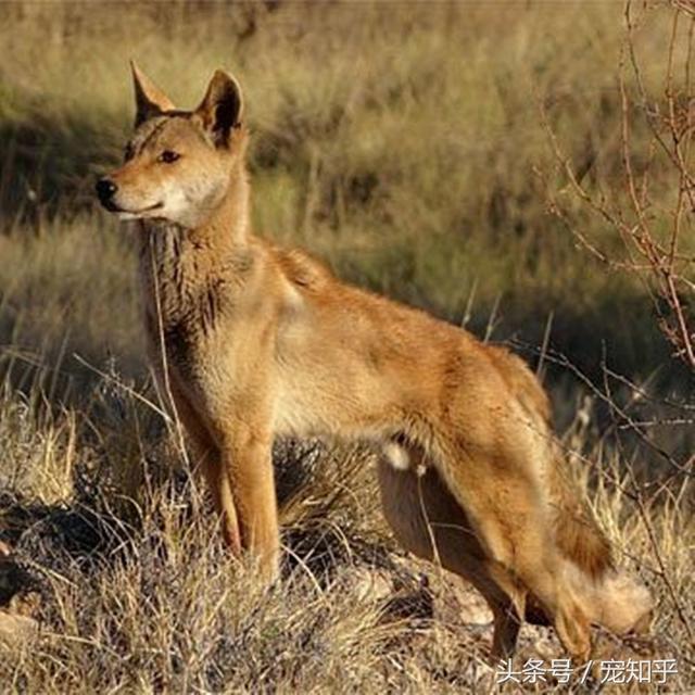 澳洲野犬:在野外，狗会不会退化为狼？