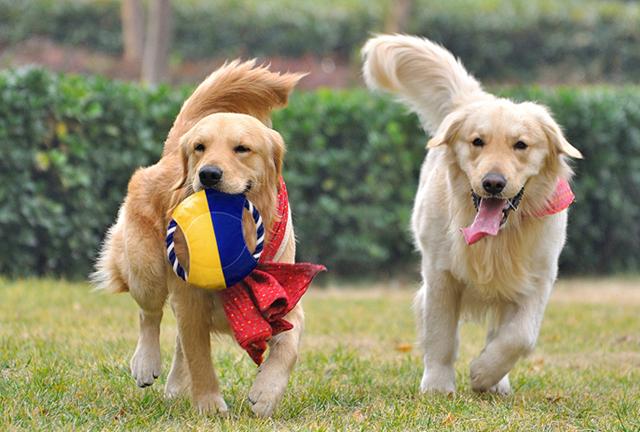 金毛犬的饲养和训练:三个月个金毛幼犬怎么喂养，和训练日常良好习惯？ 金毛犬的饲养特点