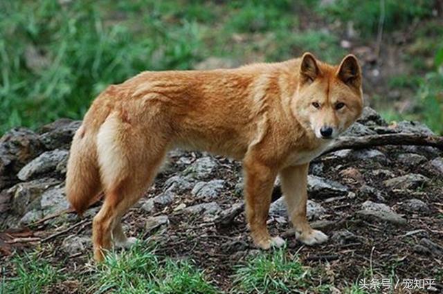 澳洲野犬:在野外，狗会不会退化为狼？