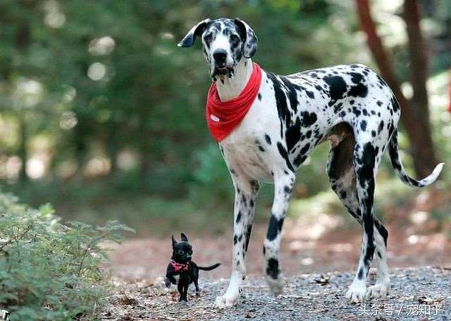 澳洲野犬:在野外，狗会不会退化为狼？