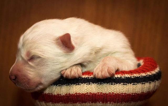 西摩犬:饲养萨摩耶有哪些问题不能犯？