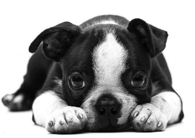 斗牛犬性格:斗牛犬为什么那么大脾气？ 斗牛犬性格