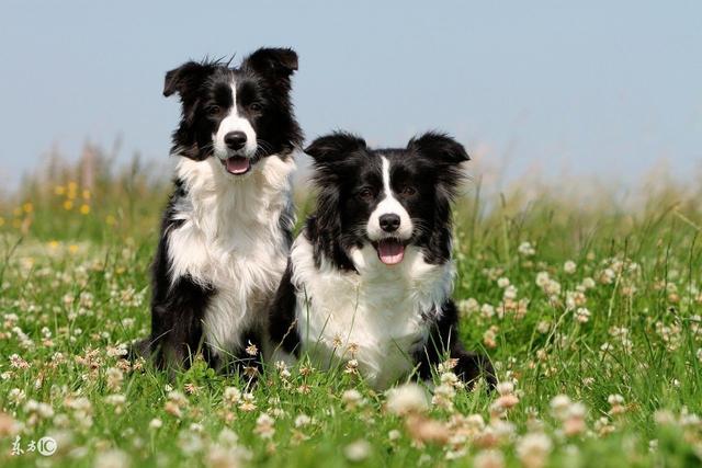 陨石边境牧羊犬智商:有人说边境牧羊犬不适合家养，是这样吗？