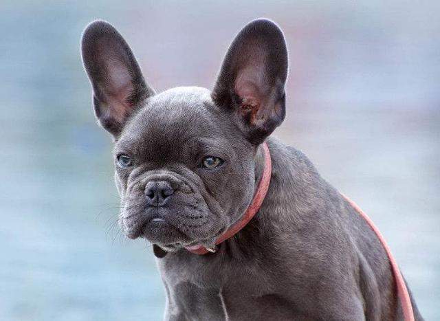 斗牛犬性格:斗牛犬为什么那么大脾气？ 斗牛犬性格