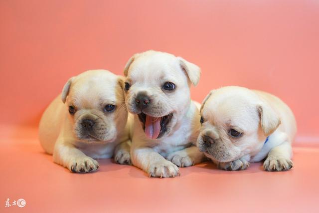 斗牛犬性格:斗牛犬为什么那么大脾气？ 斗牛犬性格