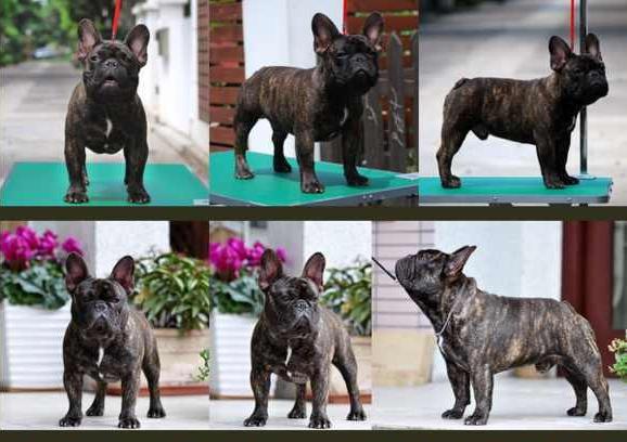 斗牛犬性格:斗牛犬为什么那么大脾气？ 斗牛犬性格