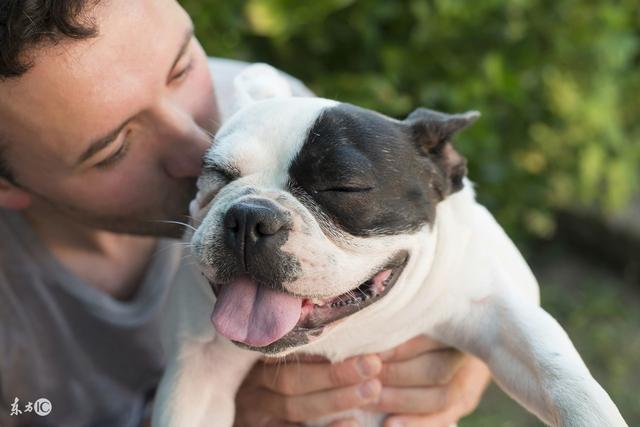 西班牙斗牛犬图片可爱:为什么有些人喜欢养法国斗牛犬？ 西班牙斗牛犬图片