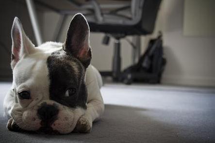 斗牛犬性格:斗牛犬为什么那么大脾气？ 斗牛犬性格