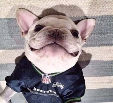 斗牛犬性格:斗牛犬为什么那么大脾气？ 斗牛犬性格