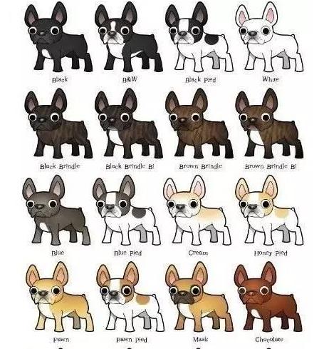 斗牛犬性格:斗牛犬为什么那么大脾气？ 斗牛犬性格