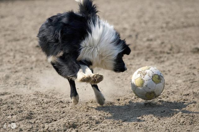 陨石边境牧羊犬智商:有人说边境牧羊犬不适合家养，是这样吗？