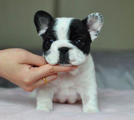 斗牛犬性格:斗牛犬为什么那么大脾气？ 斗牛犬性格