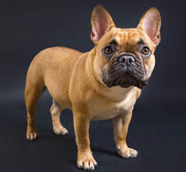 斗牛犬性格:斗牛犬为什么那么大脾气？ 斗牛犬性格