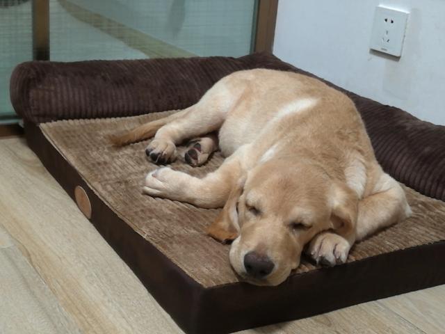 母的拉布拉多好养吗:拉布拉多犬真的很能吃吗？