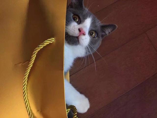 猫咪:你家猫咪有哪些特别的癖好？