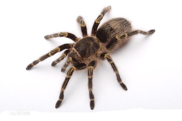 家里发现比巴掌大的蜘蛛,怎么办？