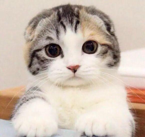柯尼斯卷毛猫有什么遗传病:宠物猫养殖前景如何，哪个品种好，哪里能买到纯种种猫？ 柯尼斯卷毛猫智商如何