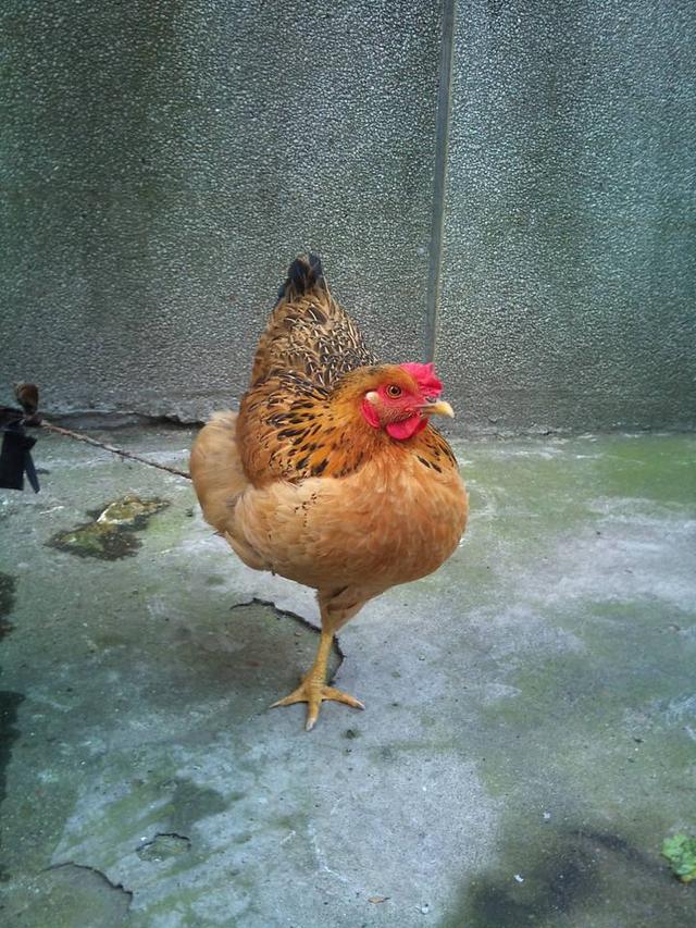 鸡是怎么睡觉的?-生活百科