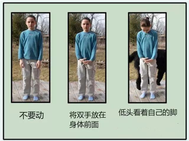小孩 狗:我家孩子很喜欢小猫小狗，在小区看见就追，到底要不要养宠物呢？ 小孩狗咬了多长时间打针有效