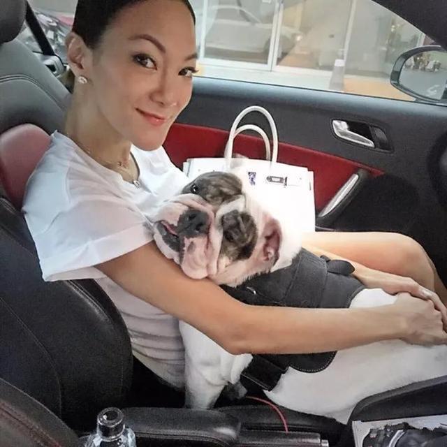 猩猩小庞:养英国斗牛犬是一种什么样子的体验