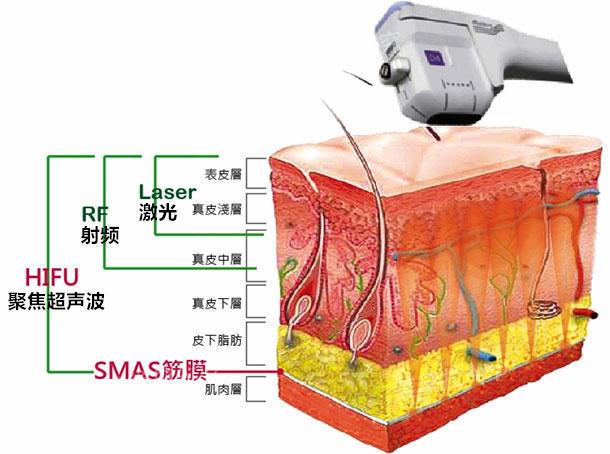 超声猫猫网:怀孕的母猫不吃东西怎么办？