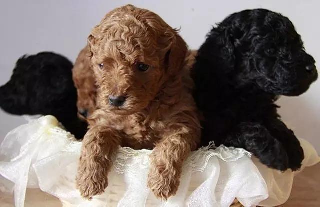快乐到家贵宾狗图片:泰迪犬为什么感觉那么受欢迎？