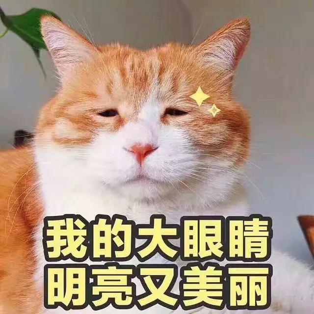 俄罗斯蓝猫胖了:什么品种的猫，天生就容易胖？ 俄罗斯蓝猫怎么和无毛猫那么像